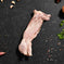 Whole Wild Rabbit | Australian Meats